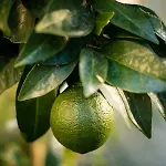 Apartamento Anthos Limenas (Thasos)