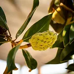 Anthos * Limenas (Thasos)