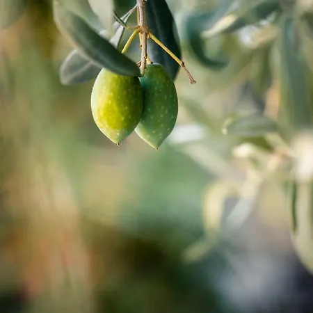 Anthos * לימנאס