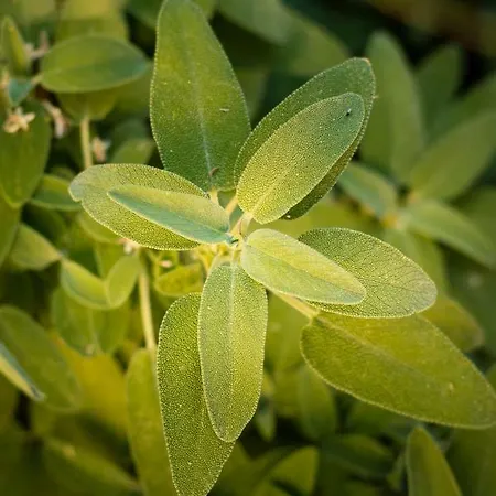 Anthos