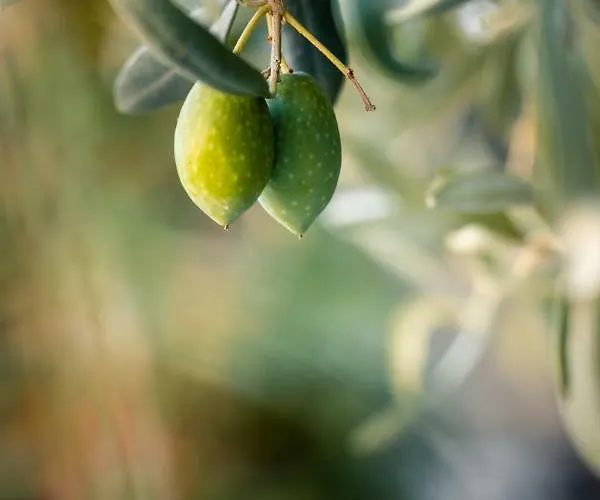 Anthos * Limenas (Thasos)