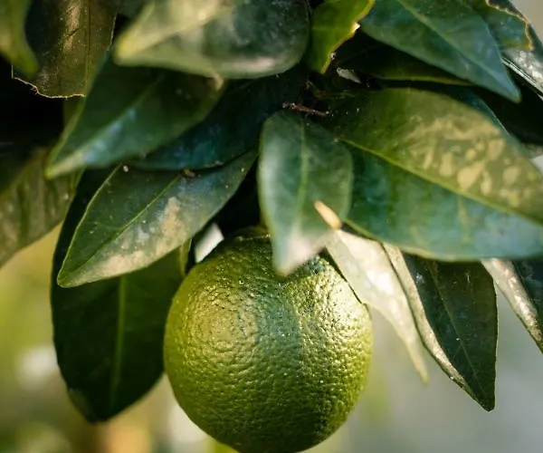 Apartmán Anthos Limenas (Thasos)