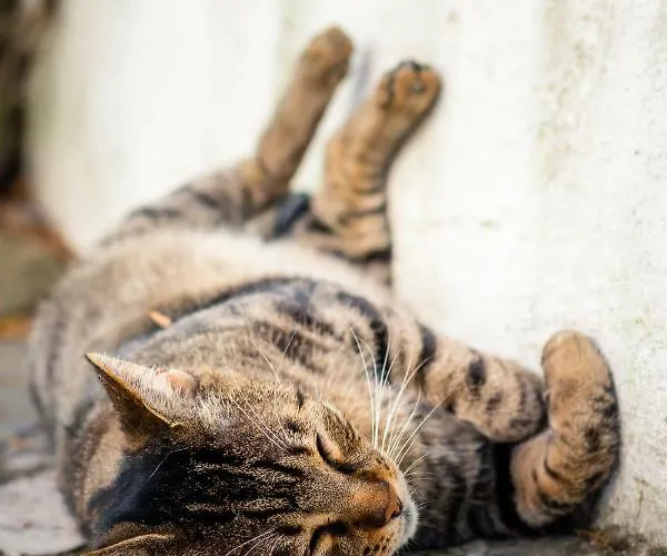 ανθός Διαμέρισμα