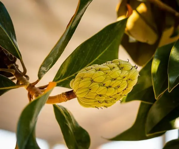 Anthos * Limenas (Thasos)